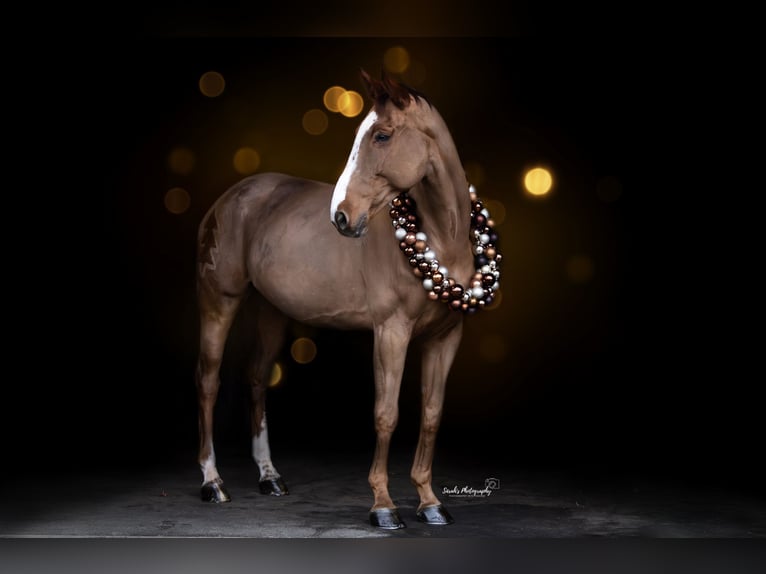 Zangersheider Gelding 7 years 18 hh Chestnut-Red in Bergkamen