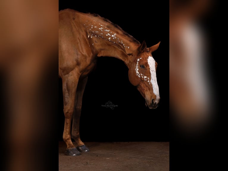 Zangersheider Gelding 7 years 18 hh Chestnut-Red in Bergkamen
