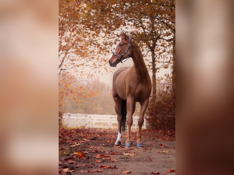 Zangersheider Gelding 7 years 18 hh Chestnut-Red in Bergkamen