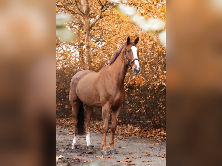 Zangersheider Gelding 7 years 18 hh Chestnut-Red in Unna Zangersheider Gelding 7 years 18 hh Chestnut-Red in Unna