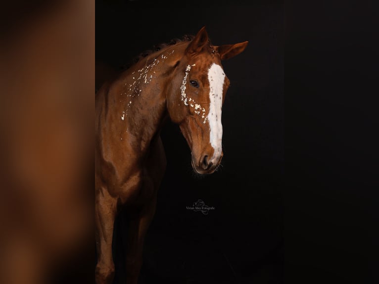 Zangersheider Gelding 7 years 18 hh Chestnut-Red in Unna