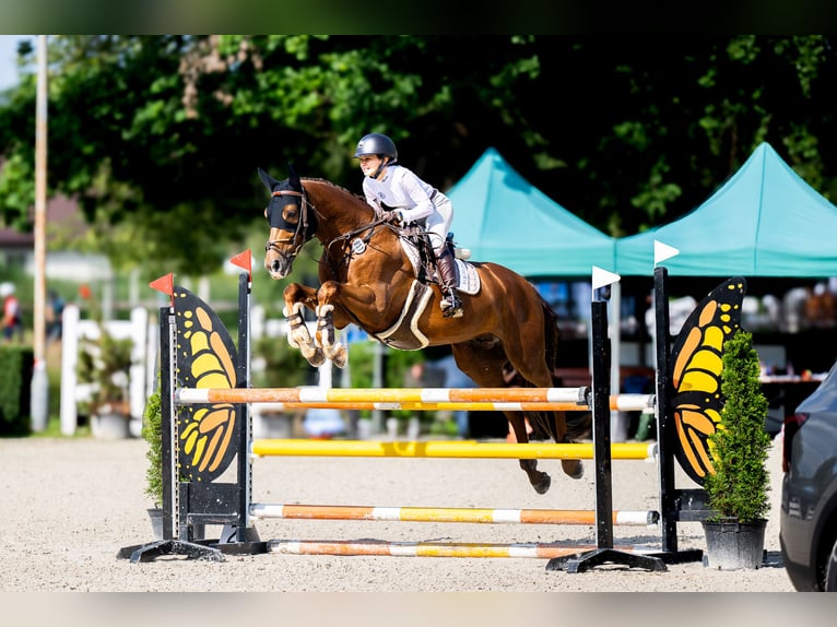 Zangersheider Gelding 8 years 15.2 hh Chestnut in Kraków