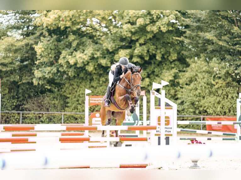 Zangersheider Gelding 8 years 15,3 hh Brown in Ferschweiler