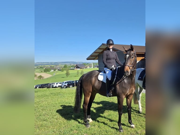 Zangersheider Gelding 8 years 16.1 hh Bay-Dark in Rothenburg