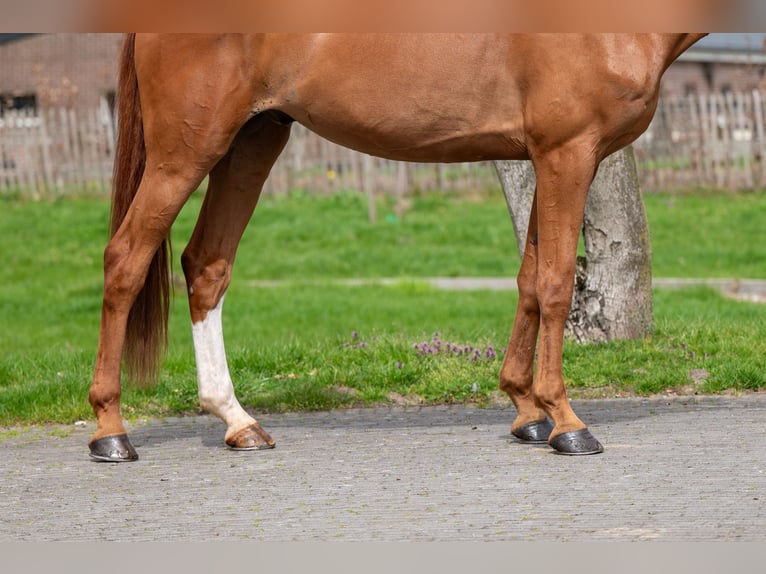 Zangersheider Gelding 8 years 16.1 hh Chestnut-Red in GROTE-BROGEL
