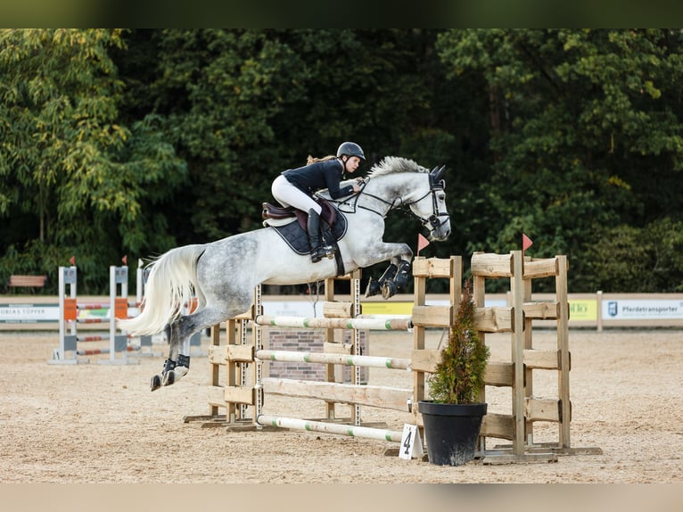 Zangersheider Gelding 8 years 16.1 hh Grey in Seukendorf