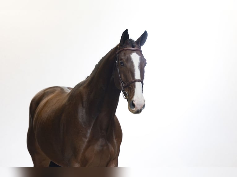 Zangersheider Gelding 8 years 16.2 hh Bay in Waddinxveen