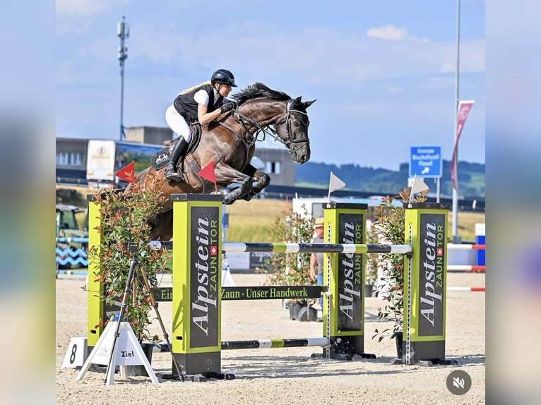 Zangersheider Gelding 8 years 16.2 hh Black in Wiesendangen