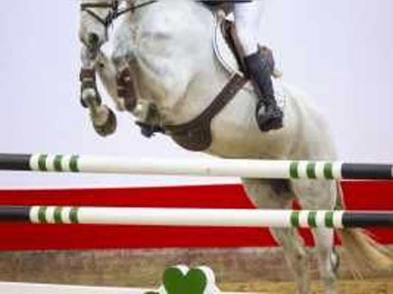 Zangersheider Gelding 8 years 16,2 hh Gray in Waddinxveen