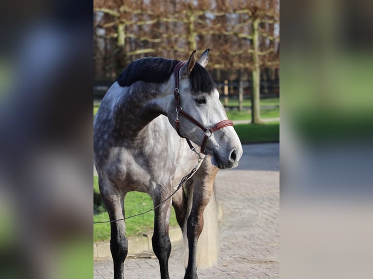 Zangersheider Gelding 8 years 16.2 hh Grey in Eemnes