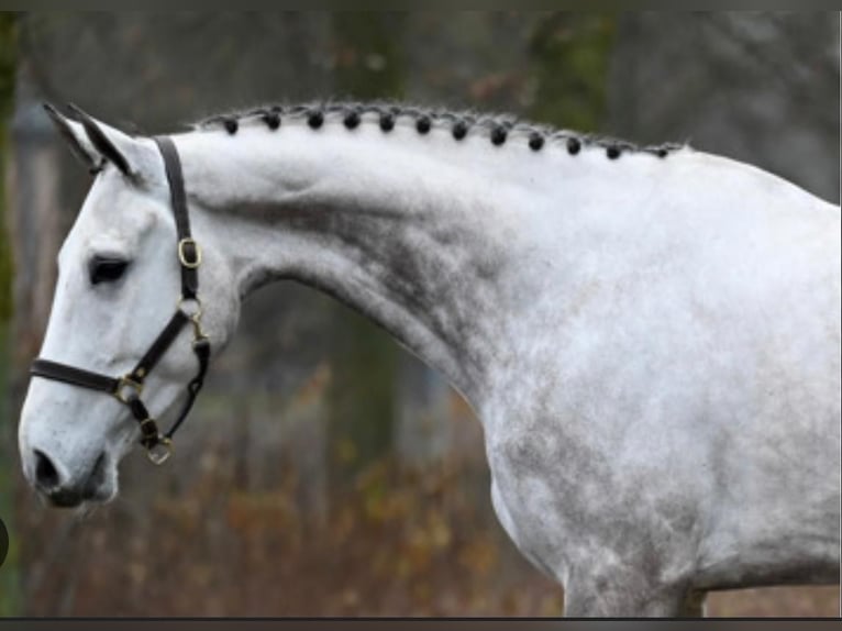 Zangersheider Gelding 8 years 16,3 hh Gray in GROTE-BROGEL