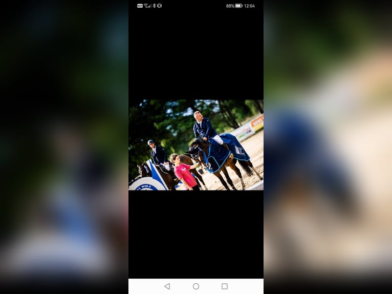 Zangersheider Gelding 8 years 16 hh Bay-Dark in Zawieprzyce