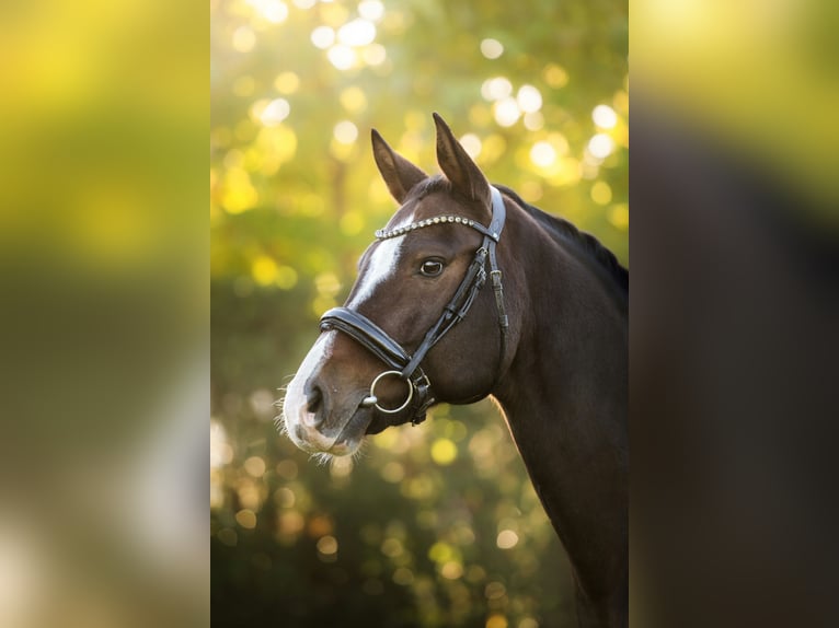 Zangersheider Gelding 8 years 16 hh Bay-Dark in Zawieprzyce