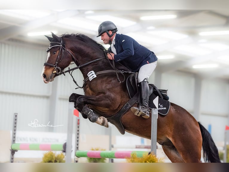 Zangersheider Gelding 8 years 16 hh Bay-Dark in Zawieprzyce