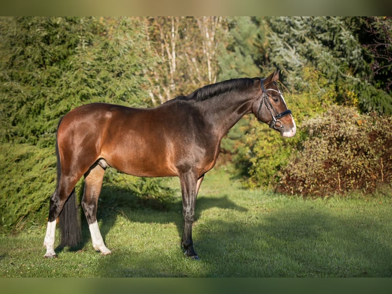 Zangersheider Gelding 8 years 16 hh Bay-Dark in Zawieprzyce