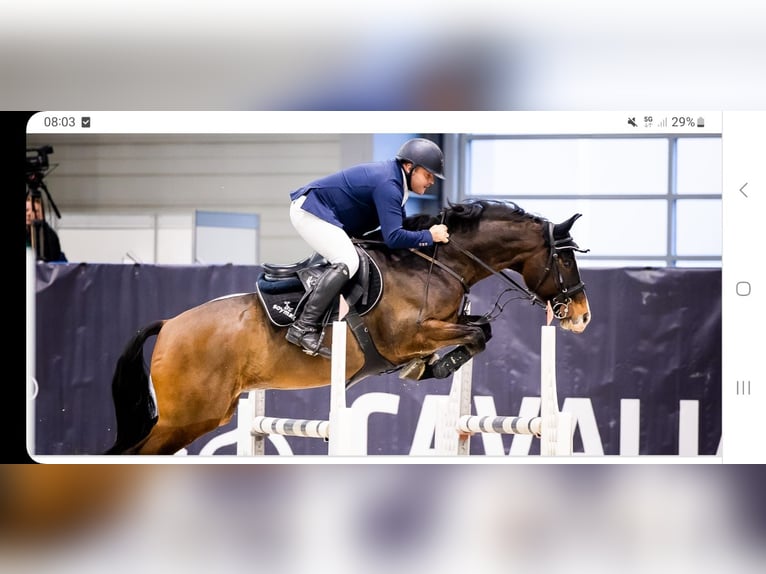 Zangersheider Gelding 8 years 16 hh Bay-Dark in Zawieprzyce