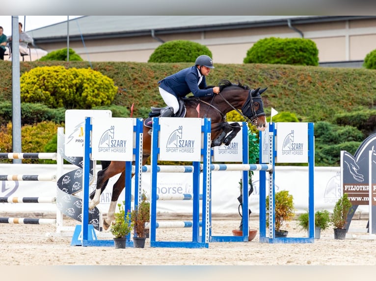 Zangersheider Gelding 8 years 16 hh Bay-Dark in Zawieprzyce