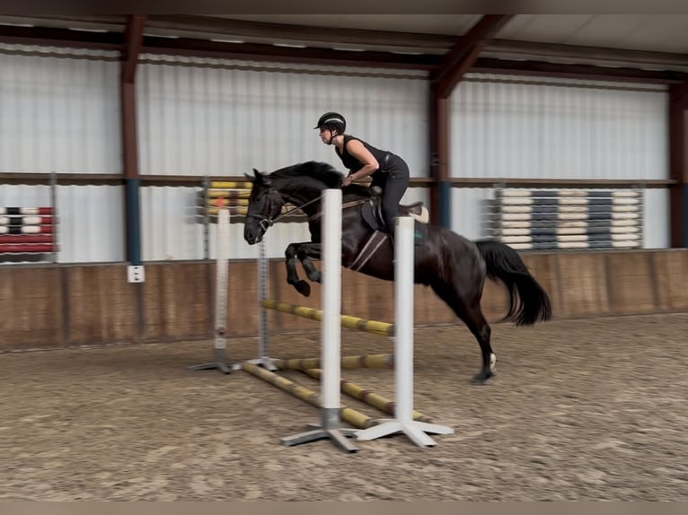 Zangersheider Gelding 8 years 16 hh Black in Oud Gastel
