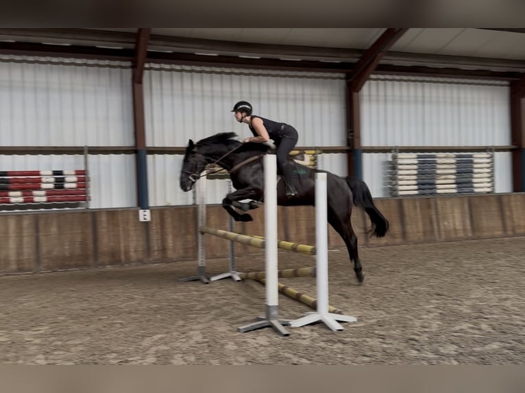 Zangersheider Gelding 8 years 16 hh Black in Oud Gastel