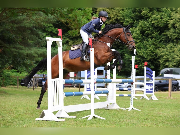 Zangersheider Gelding 8 years 16 hh Brown in Gronau (Leine)