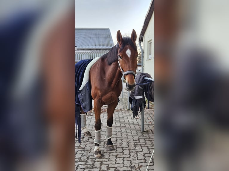 Zangersheider Gelding 8 years 16,1 hh Brown in G&#xF6;rlitz
