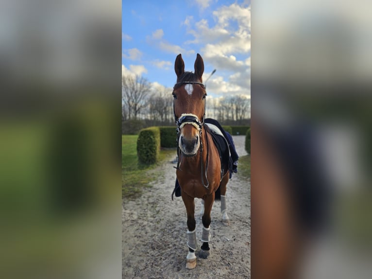 Zangersheider Gelding 8 years 16,1 hh Brown in G&#xF6;rlitz