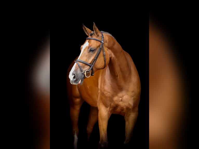 Zangersheider Gelding 8 years 16,1 hh Brown in LastrupLasrup