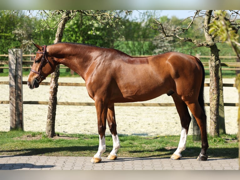 Zangersheider Gelding 8 years 16,1 hh Brown in LastrupLasrup