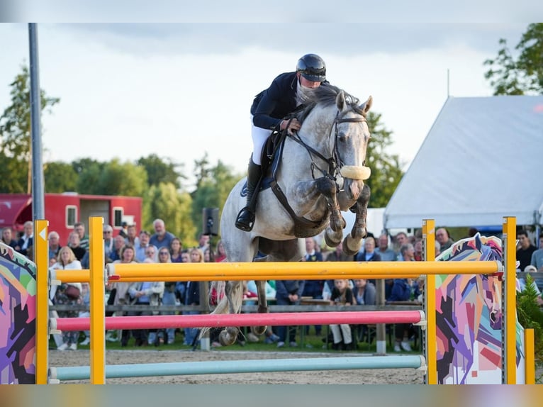 Zangersheider Gelding 8 years 16,1 hh Grey in Denekamp