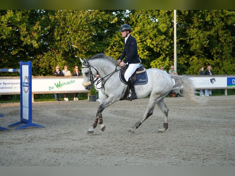 Zangersheider Gelding 8 years 16,1 hh Grey in Denekamp