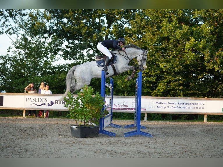 Zangersheider Gelding 8 years 16,1 hh Grey in Denekamp