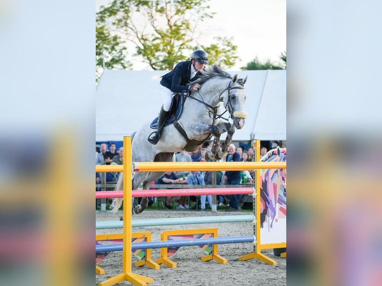 Zangersheider Gelding 8 years 16,1 hh Grey in Denekamp