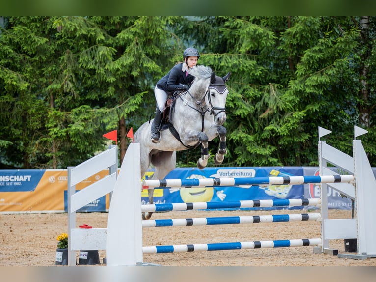 Zangersheider Gelding 8 years 16,1 hh Grey in Seukendorf