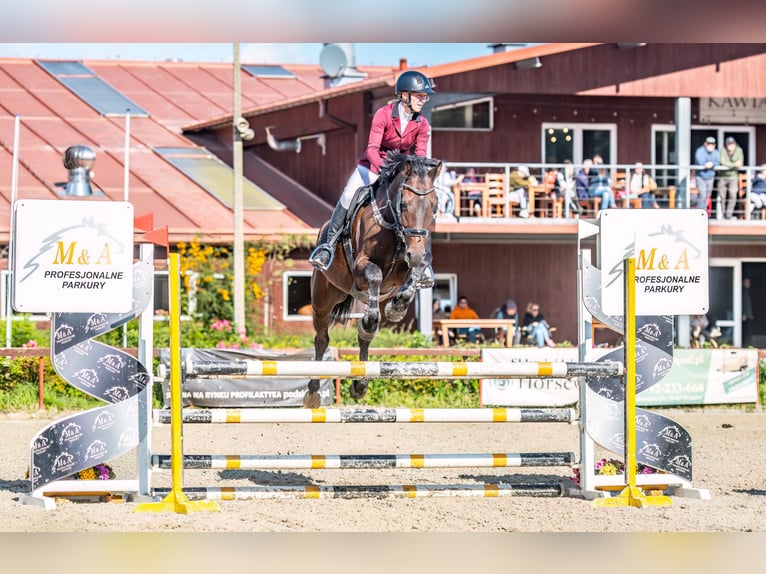 Zangersheider Gelding 8 years 16,2 hh Brown in Myślenice