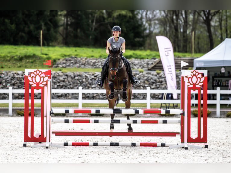 Zangersheider Gelding 8 years 16,2 hh Brown in Myślenice