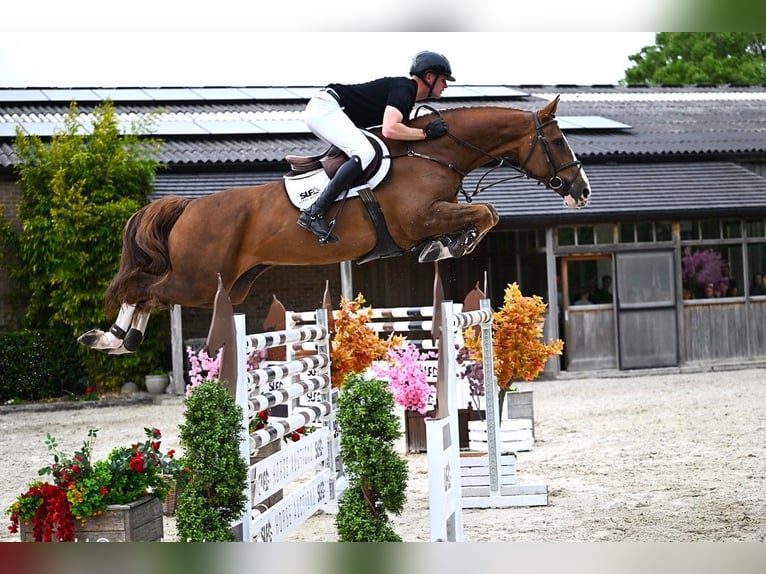 Zangersheider Gelding 8 years 16,2 hh Chestnut-Red in Bladel