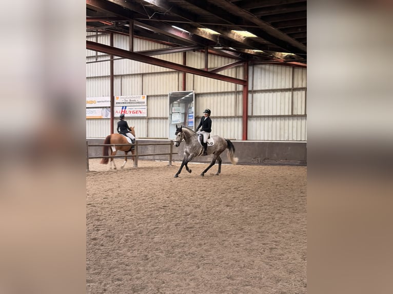 Zangersheider Gelding 8 years 16,2 hh Grey in Eemnes