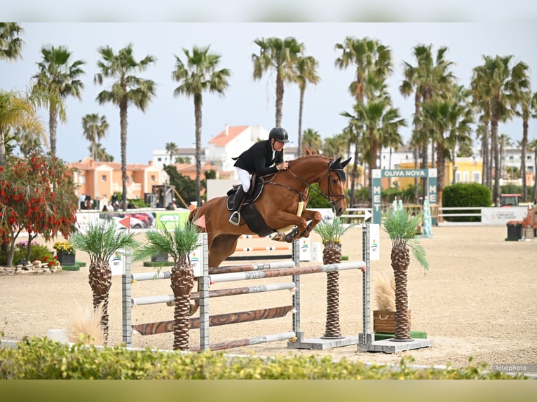 Zangersheider Gelding 8 years 17.1 hh Chestnut-Red in Bad Kreuznach