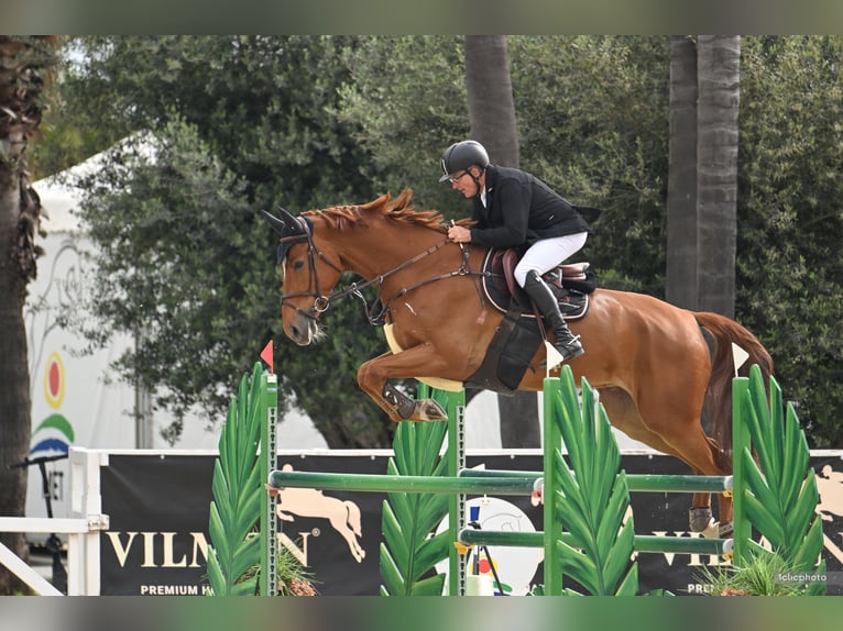 Zangersheider Gelding 8 years 17.1 hh Chestnut-Red in Bad Kreuznach