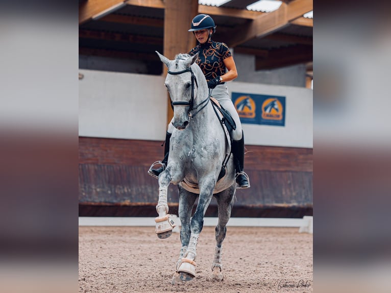 Zangersheider Gelding 8 years 17.1 hh Grey in Savoie