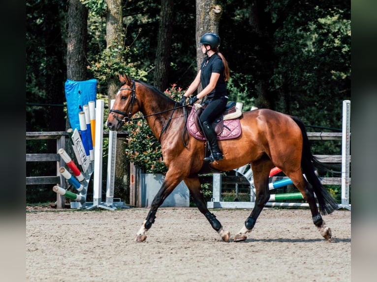 Zangersheider Gelding 8 years 17 hh Bay-Dark in Heusden zolder