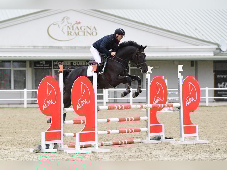 Zangersheider Gelding 8 years 17 hh Black in Schattendorf