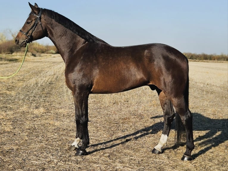 Zangersheider Gelding 8 years 17 hh Brown in Békés
