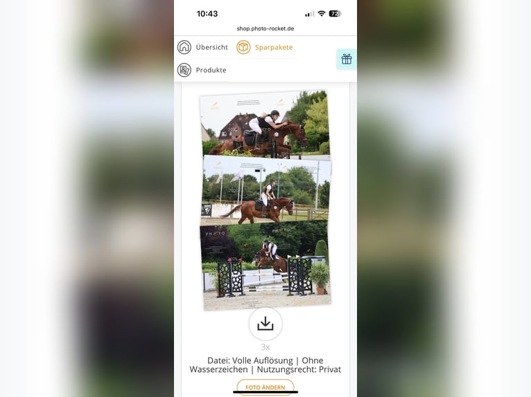 Zangersheider Gelding 8 years 17 hh Chestnut in Kisdorf