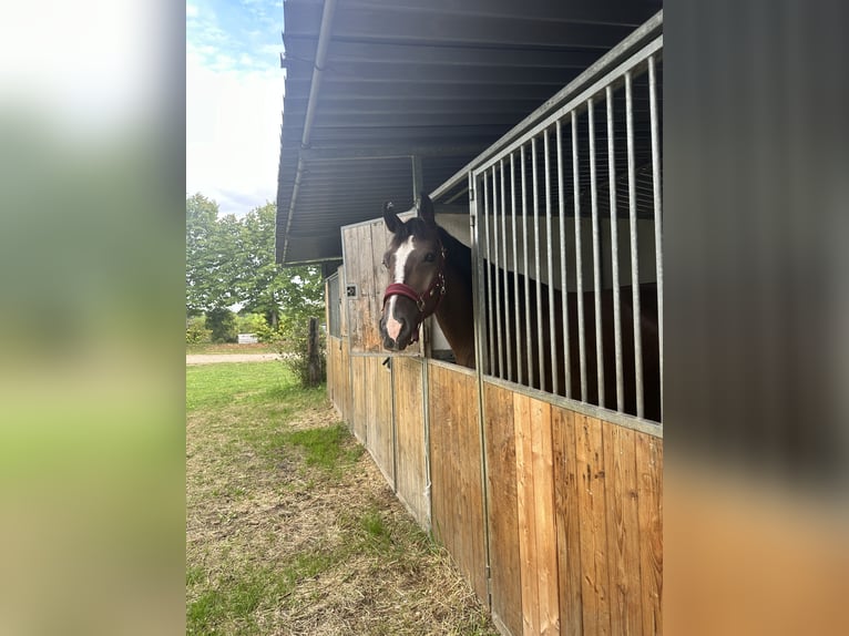 Zangersheider Gelding 8 years 17,1 hh Brown in Mansuè