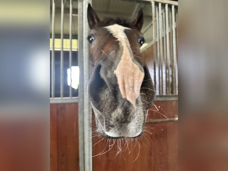 Zangersheider Gelding 8 years 17,1 hh Brown in Mansuè