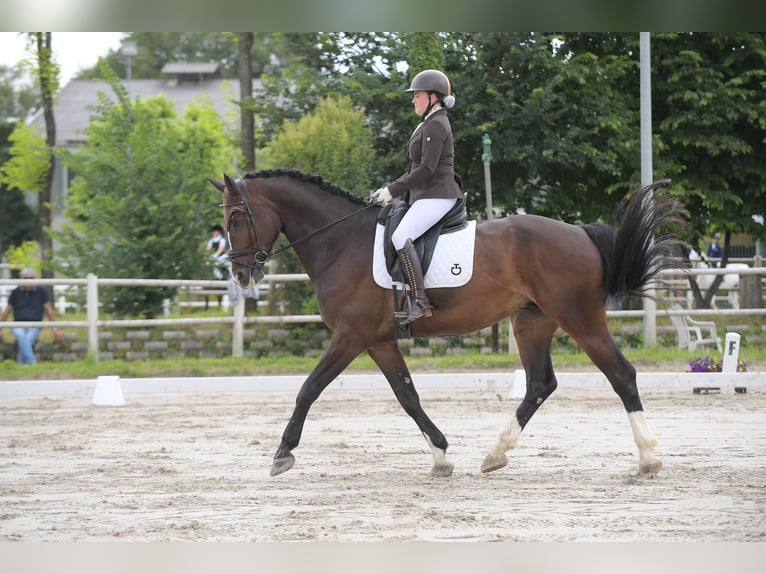 Zangersheider Gelding 8 years 17,1 hh Brown in Mansuè