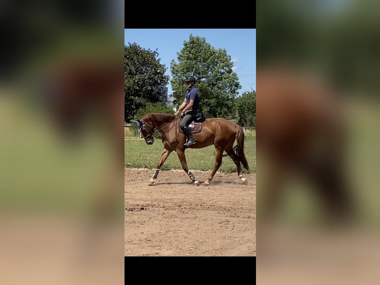 Zangersheider Gelding 8 years 17,1 hh Chestnut-Red in Bad Kreuznach