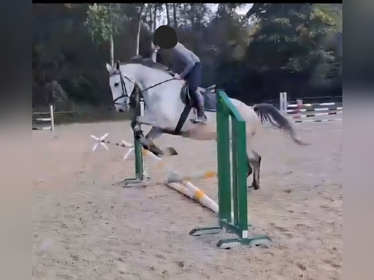 Zangersheider Gelding 8 years 17,1 hh Gray-Dapple in K&#xF6;ln