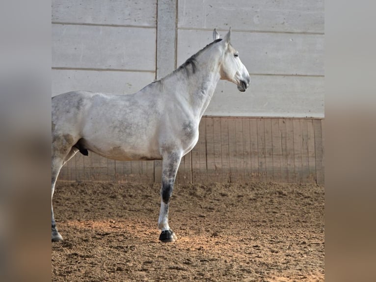 Zangersheider Gelding 8 years 17,1 hh Gray-Dapple in K&#xF6;ln